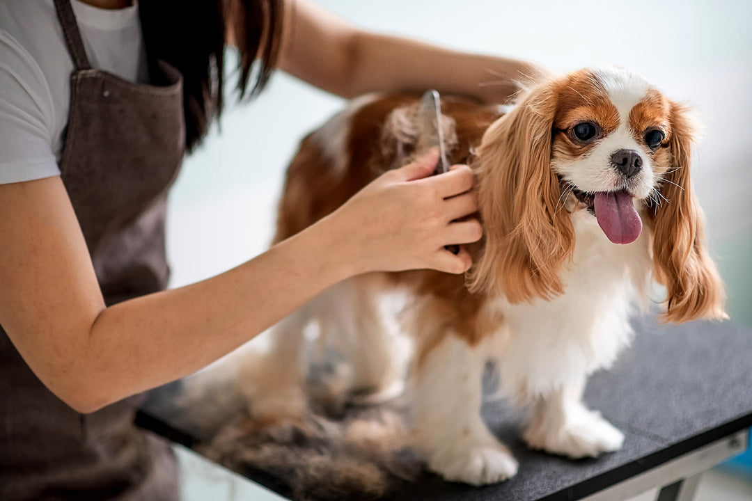 Unwrapping the Magic of Pet Grooming
